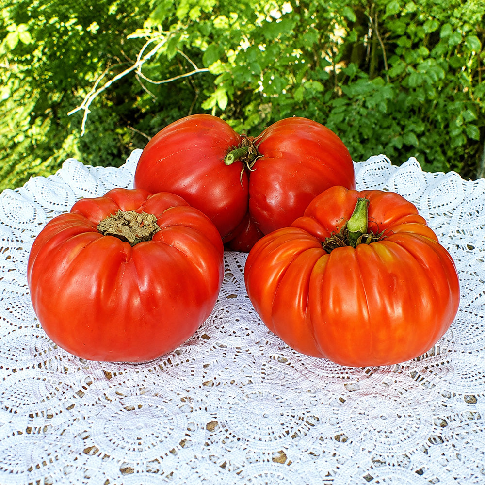 262 Mega Marv Tomato