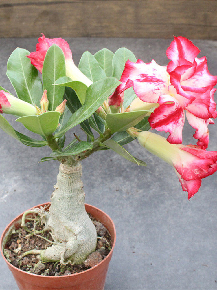Mixed Color Desert Rose