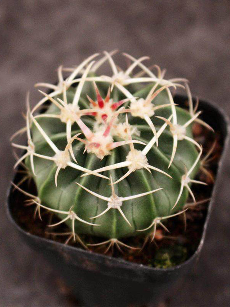 Echinocactus texensis