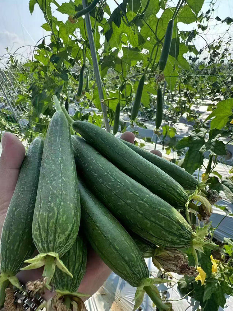Thai Green Thumb Luffa
