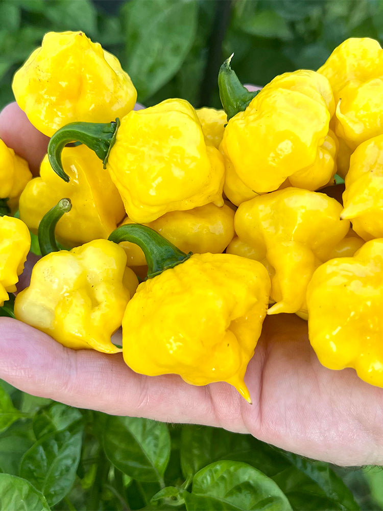 KS Lemon Starrburst Pepper