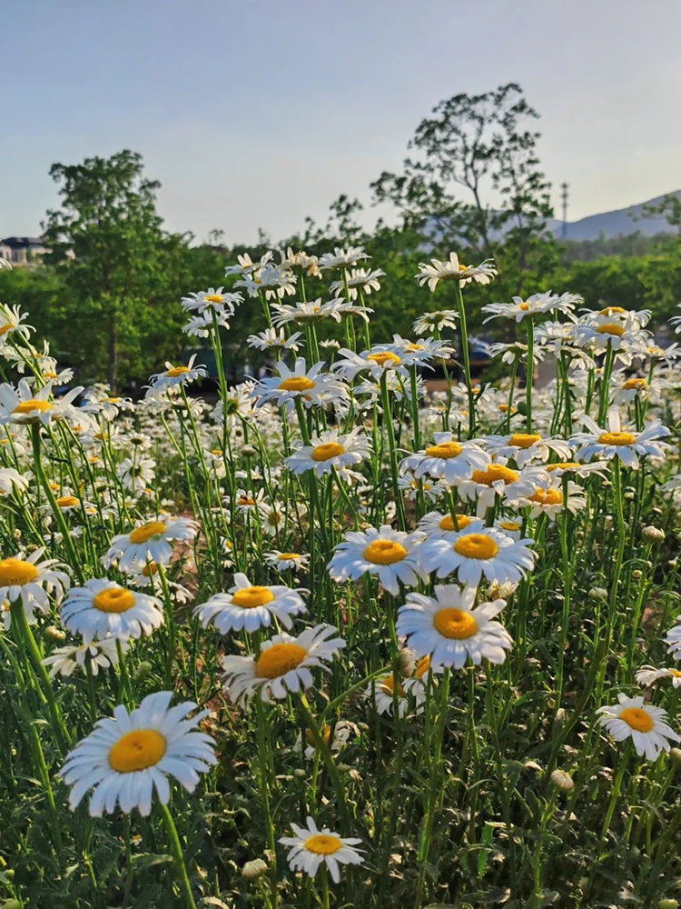 Shasta Daisy