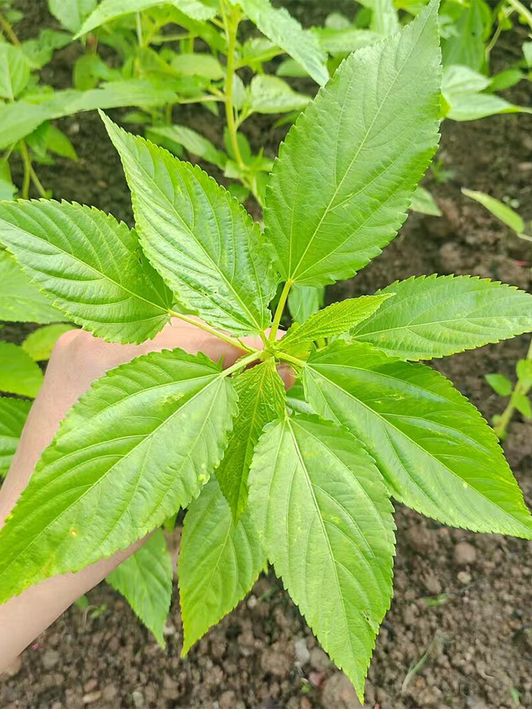 Corchorus olitorius