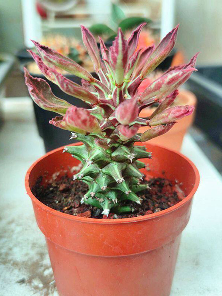 Monadenium schubei "Tanzania Red"