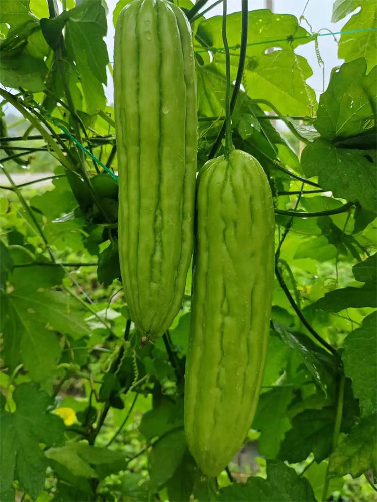 'Jiemei No.3' Bitter Gourd
