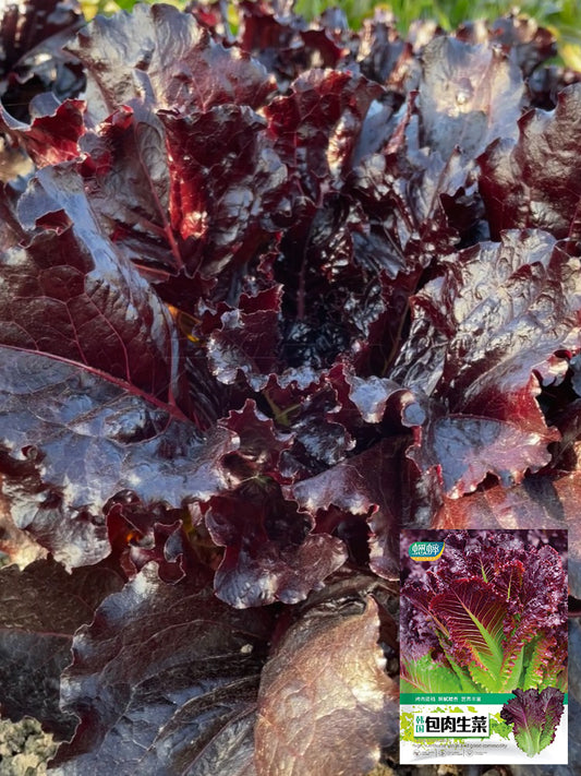 Crimson Wrap Lettuce (Lactuca sativa)