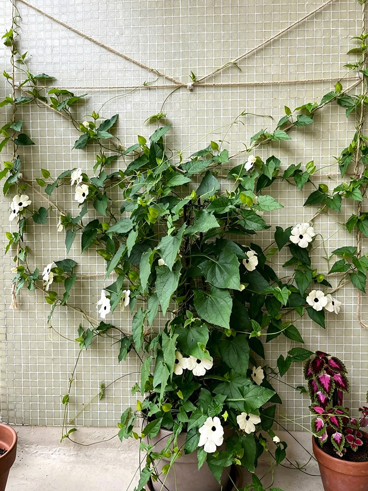 White Sunrise Black Eyed Susan Vine