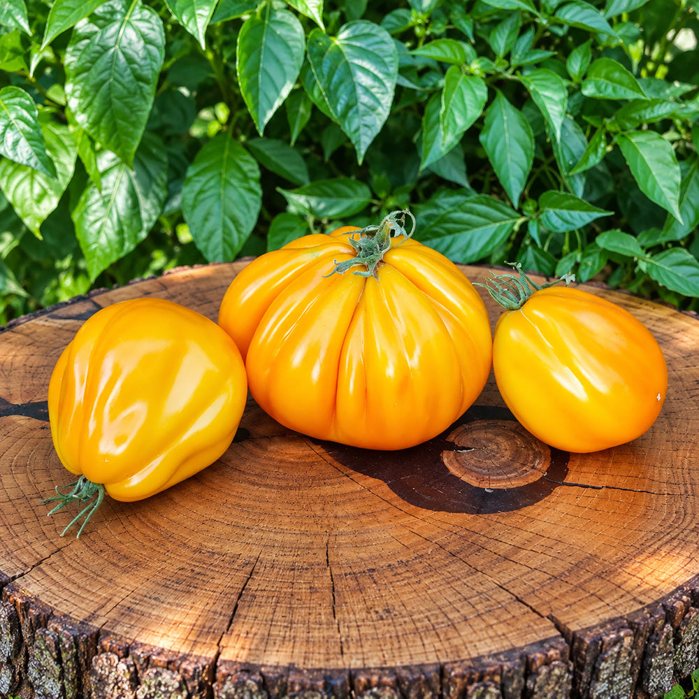 380 Zheltye Torbochki Tomato