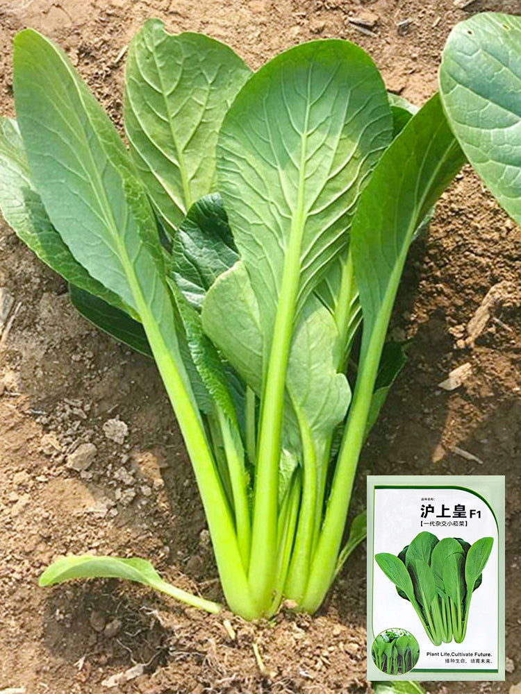 Little Shanghai F1 Bok Choy