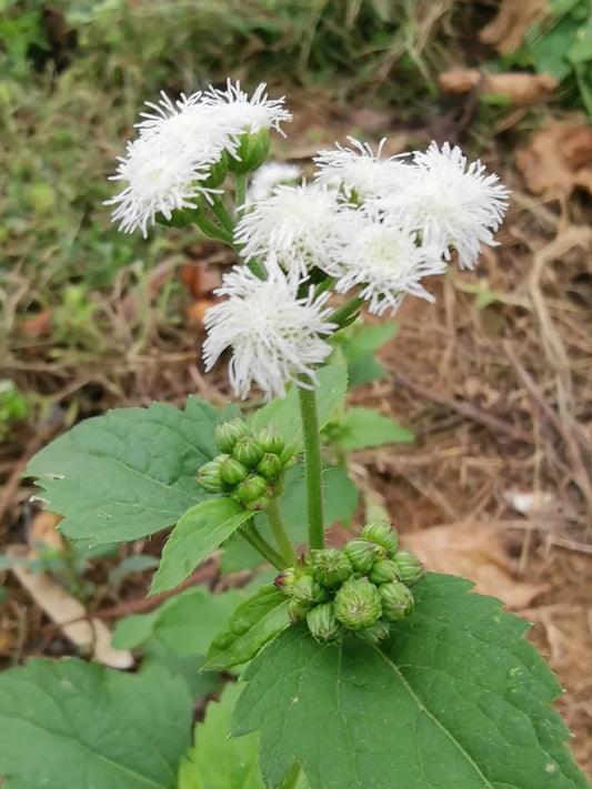 Large-Flowered Ageratum (White)