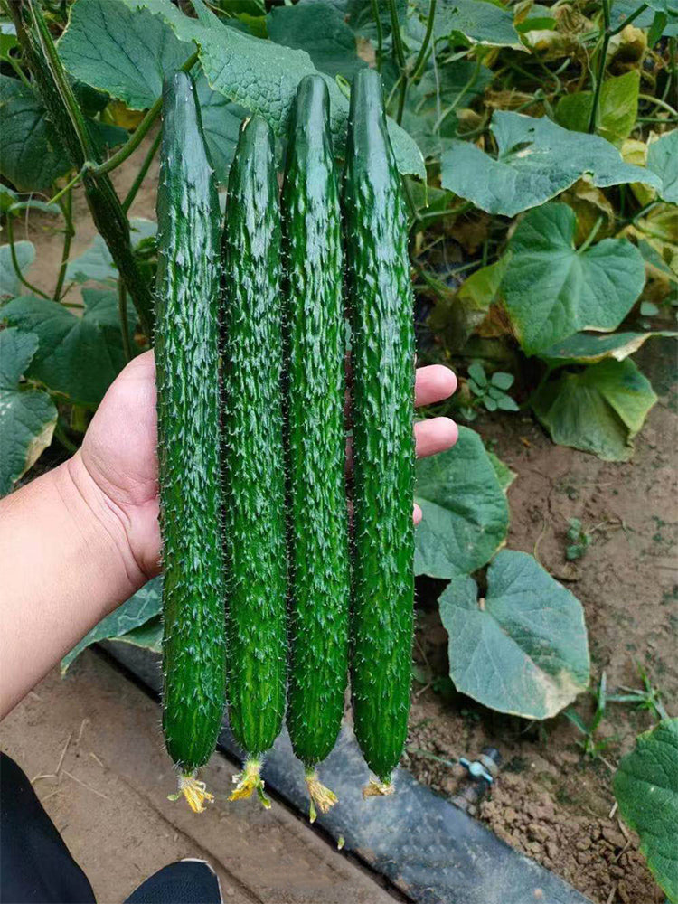 'Fuyang No.2' F1 Cucumbers (Cucumis sativus)