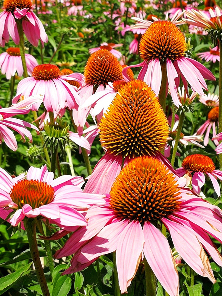 Purple Coneflower