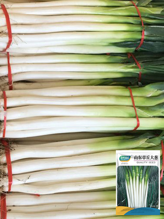 Zhangqiu Green Onion