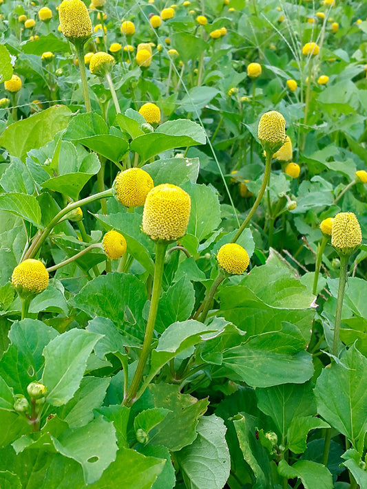 Toothache Plant (Acmella oleracea)