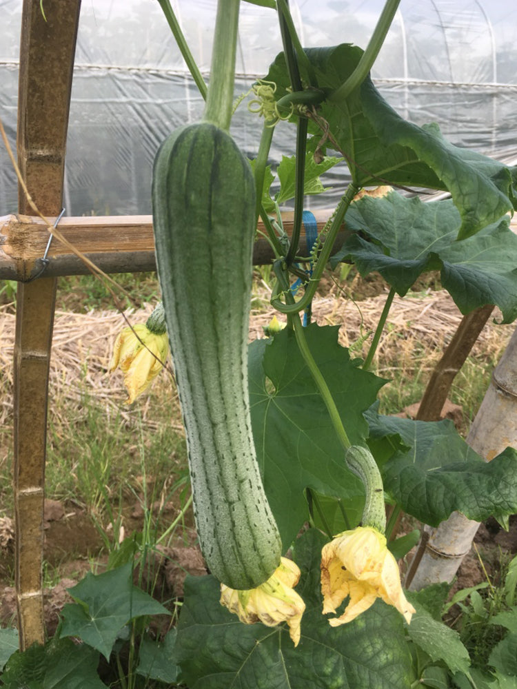 Chunxiang Luffa
