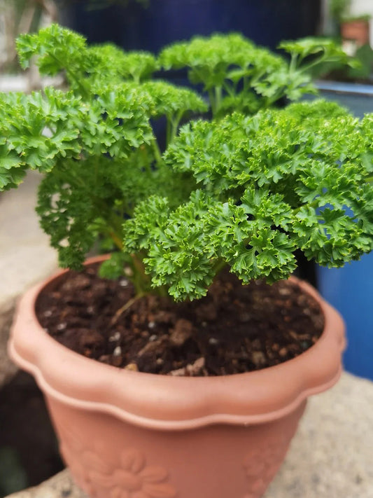 French Parsley