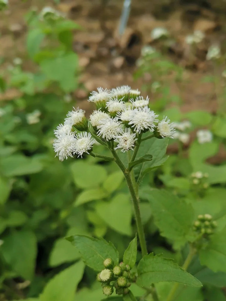 Large-Flowered Ageratum (White)