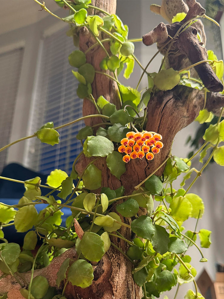 Hoya endauensis Unrooted Stem Cuttings