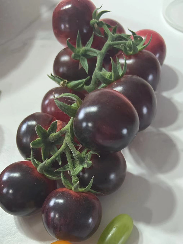 'Fairy Tale Sparkle' Tomato