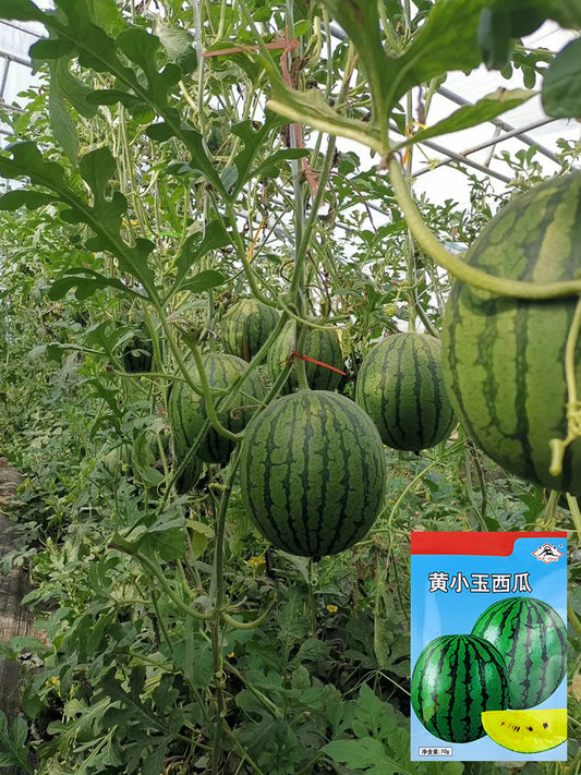'Huang Xiaoyu' Watermelon