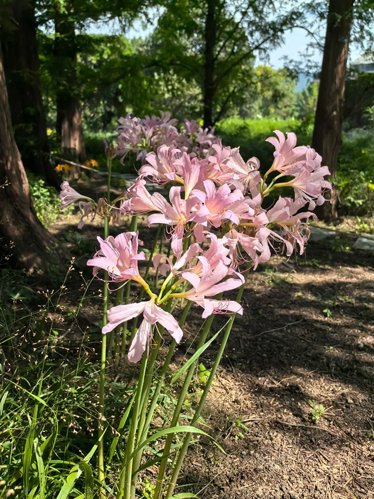 Sprenger's Surprise Lily