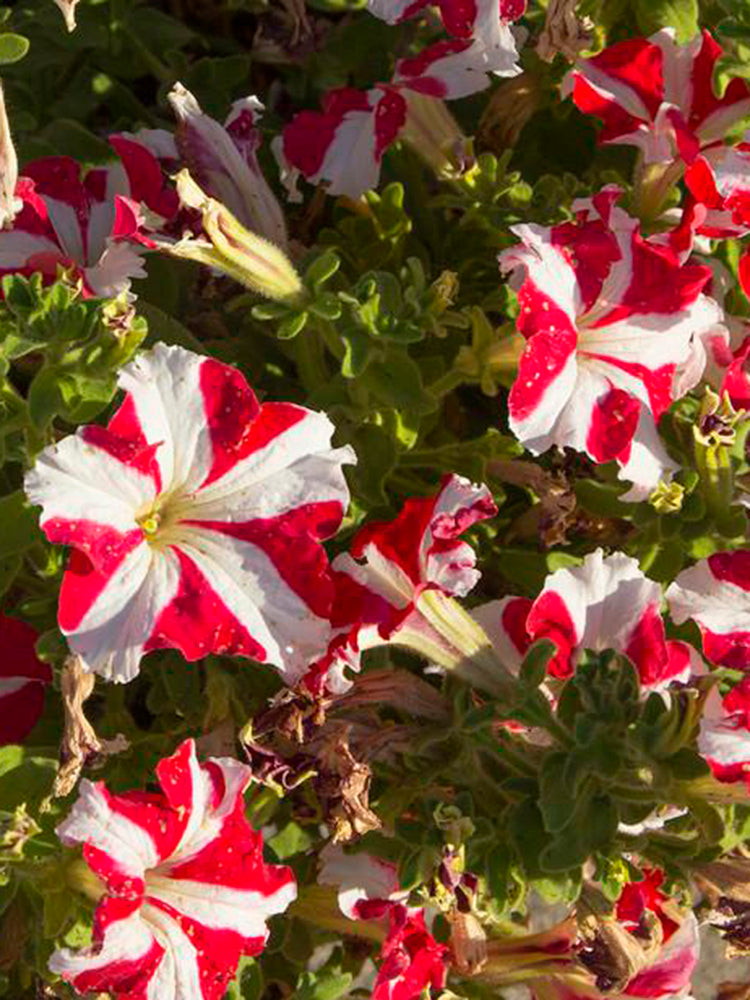 Red Star Hybrid Petunia