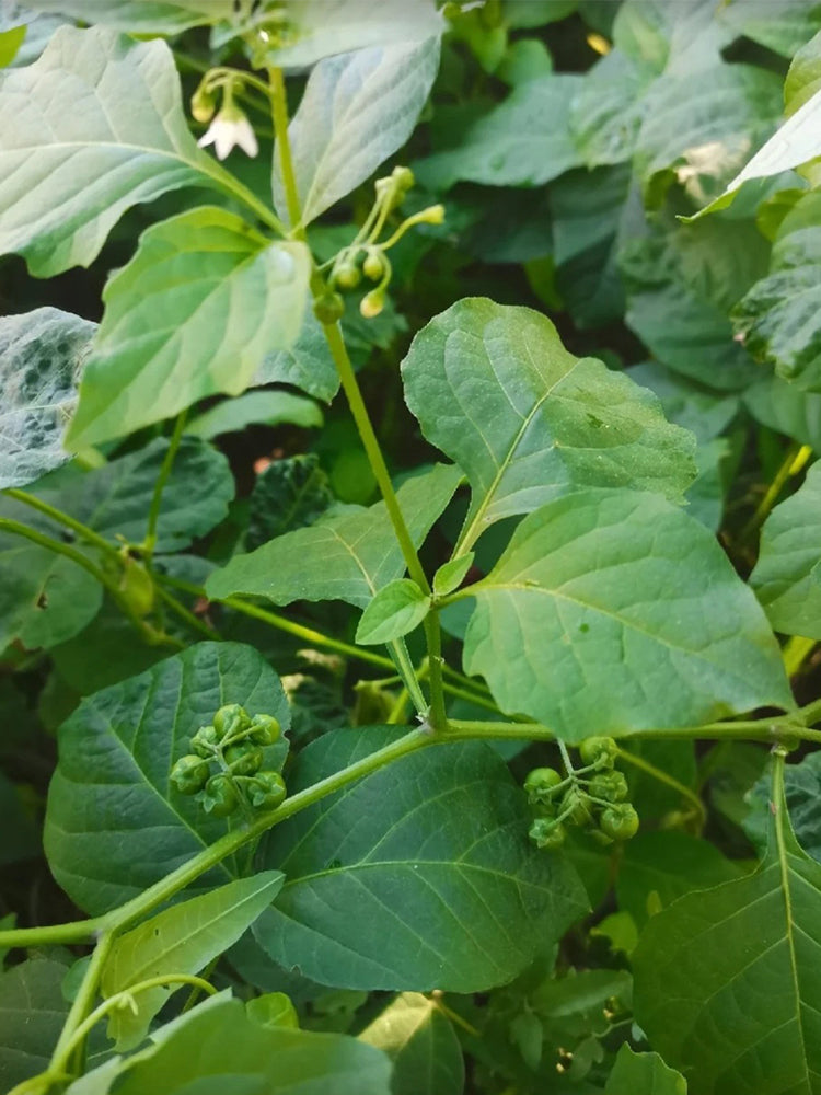 "Jinlong" Black Nightshade