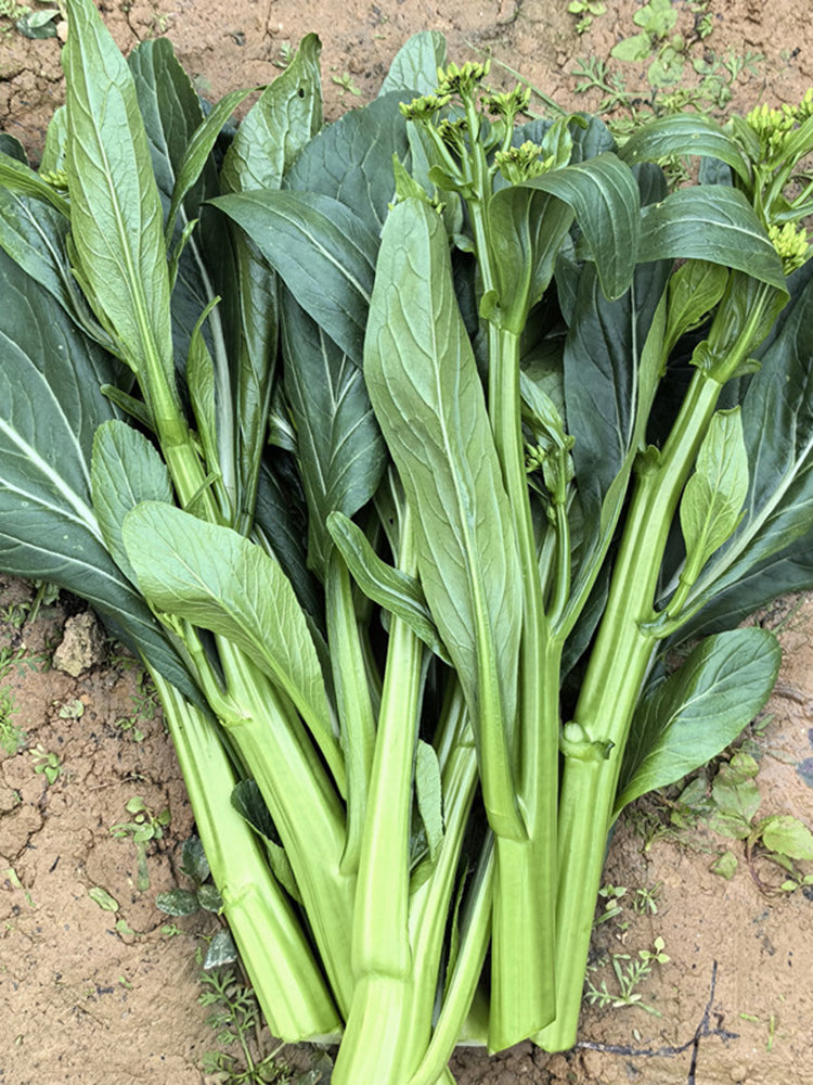 Meiqi No.1 Sweet Choy Sum