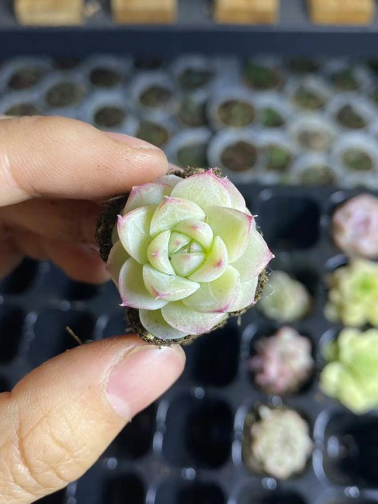 Echeveria 'Blue Light'