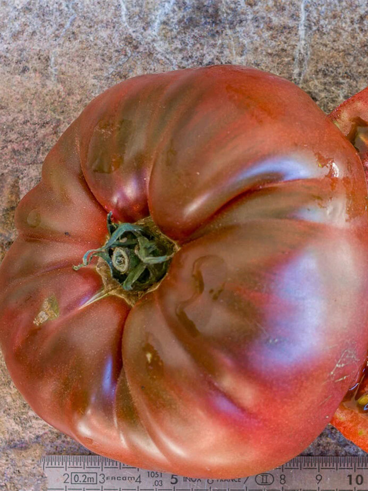 851 Roger Z Tomato