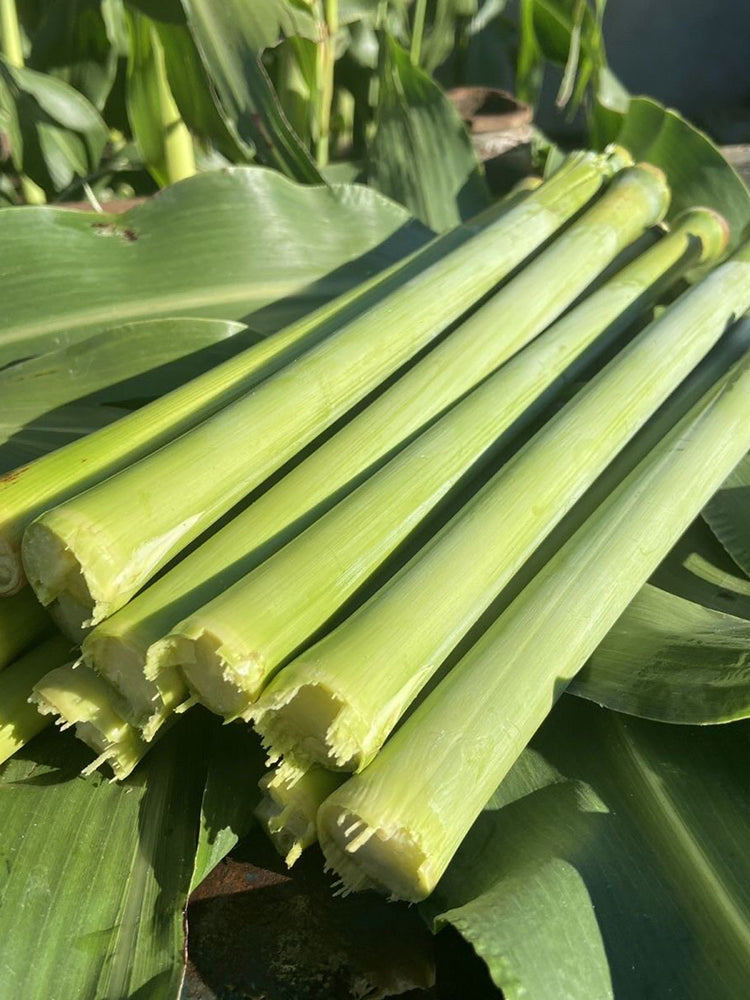 Traditional Sweet Sorghum