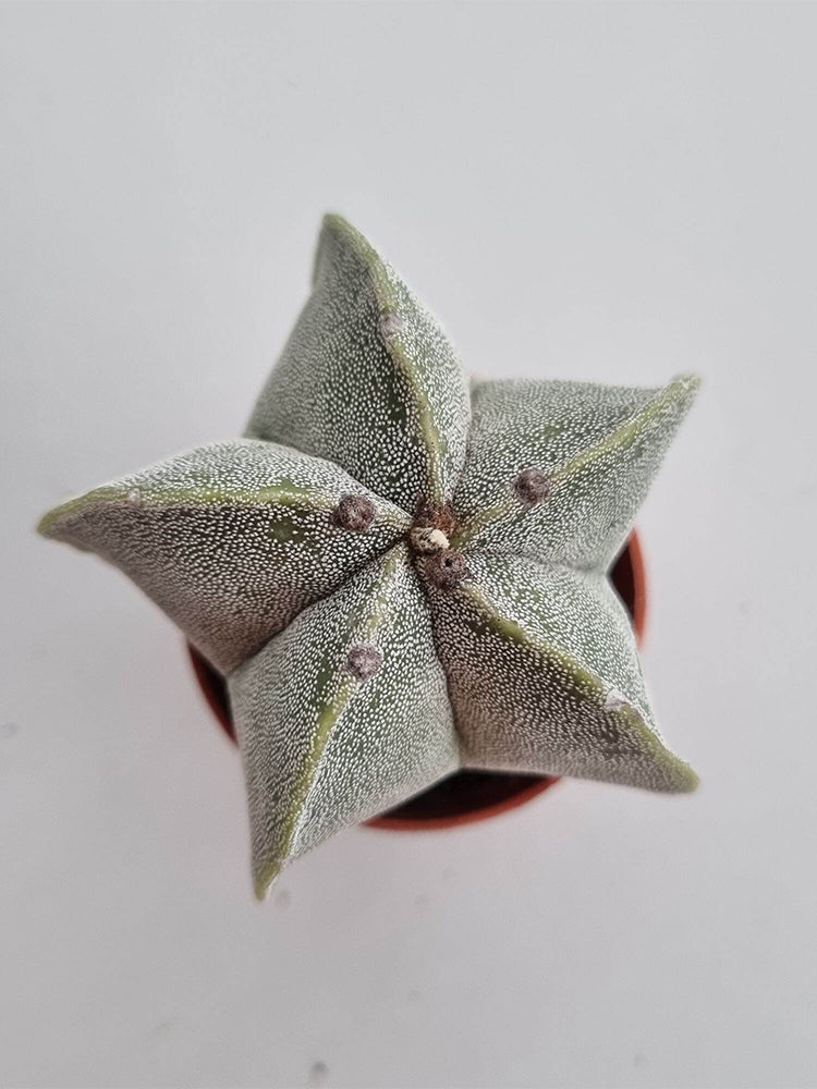 Pentagonal White-maculated Bishop's Cap Cactus