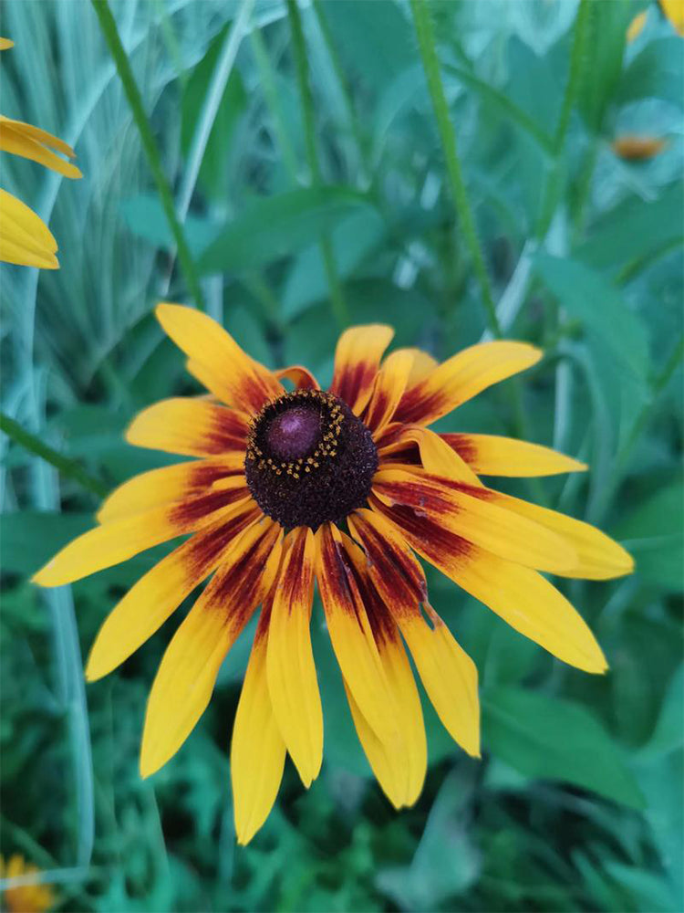 Hezhichun Tall Black-eyed Susan