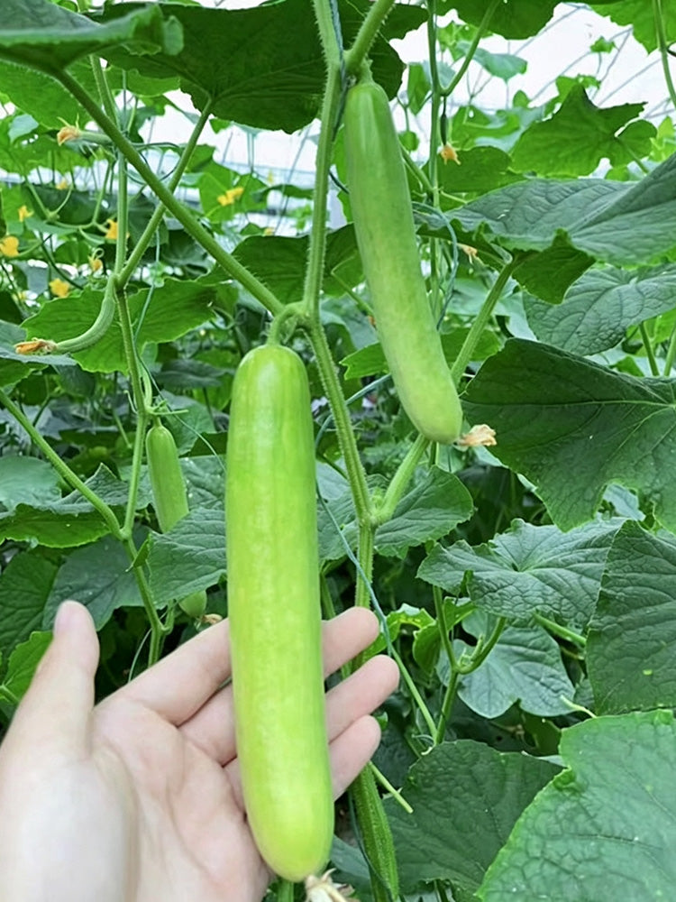 'Zhongnong Cuiyu No.4' Fruit Cucumber