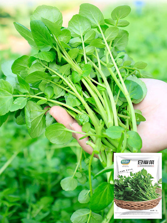 Watercress