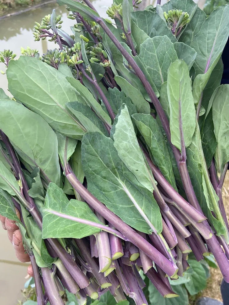 Red-Stemmed Chinese Kale