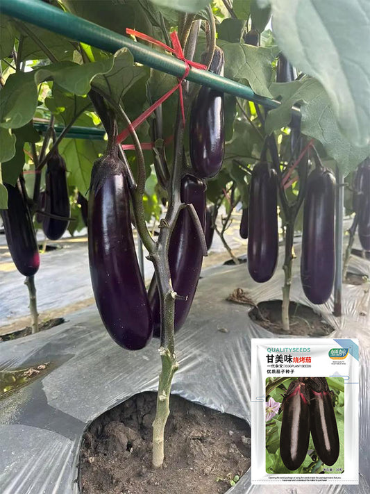 Delicious Grilling-Friendly Eggplant