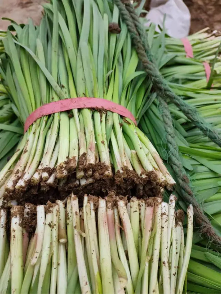 ZHIQU Purple-rooted Chinese Chives