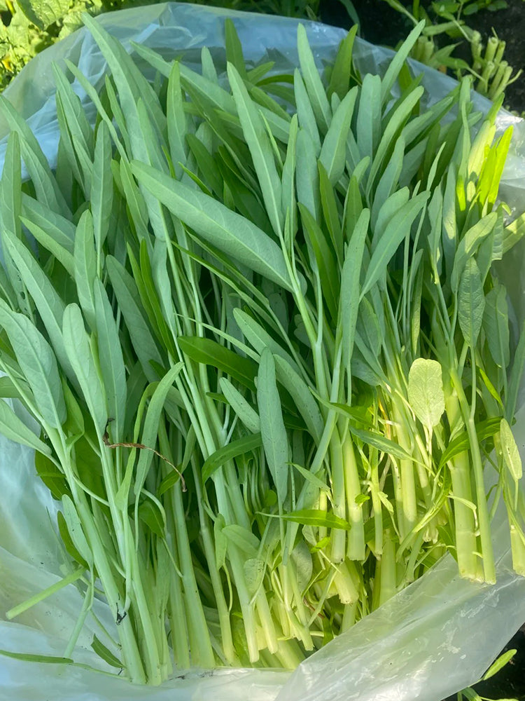 YuFeng No.6 Water Spinach