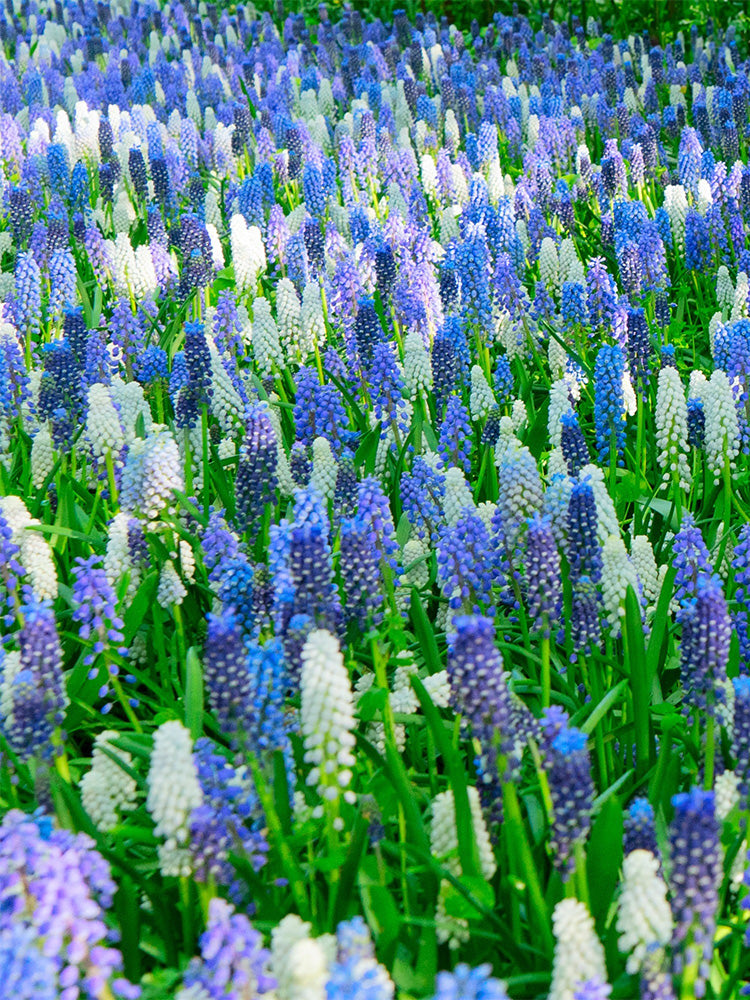 Mixed Color Grape Hyacinth