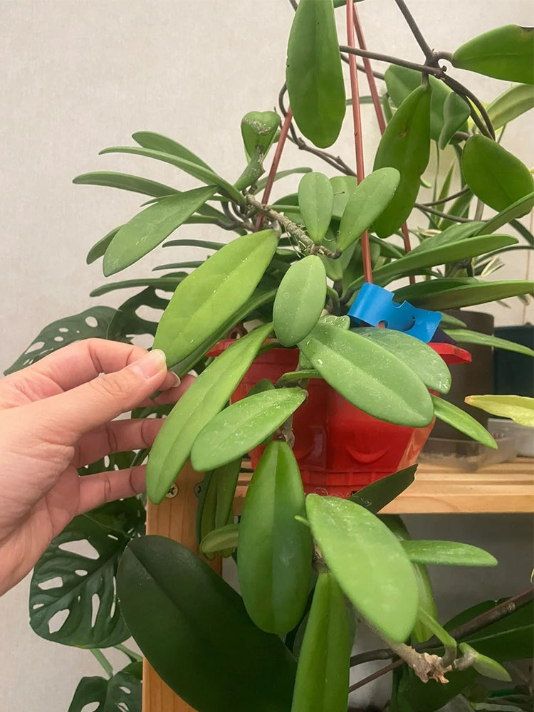 Hoya carnosa 'Jade' Unrooted Stem Cuttings