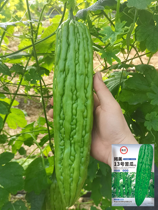 Jiemei 13 Bitter Gourd
