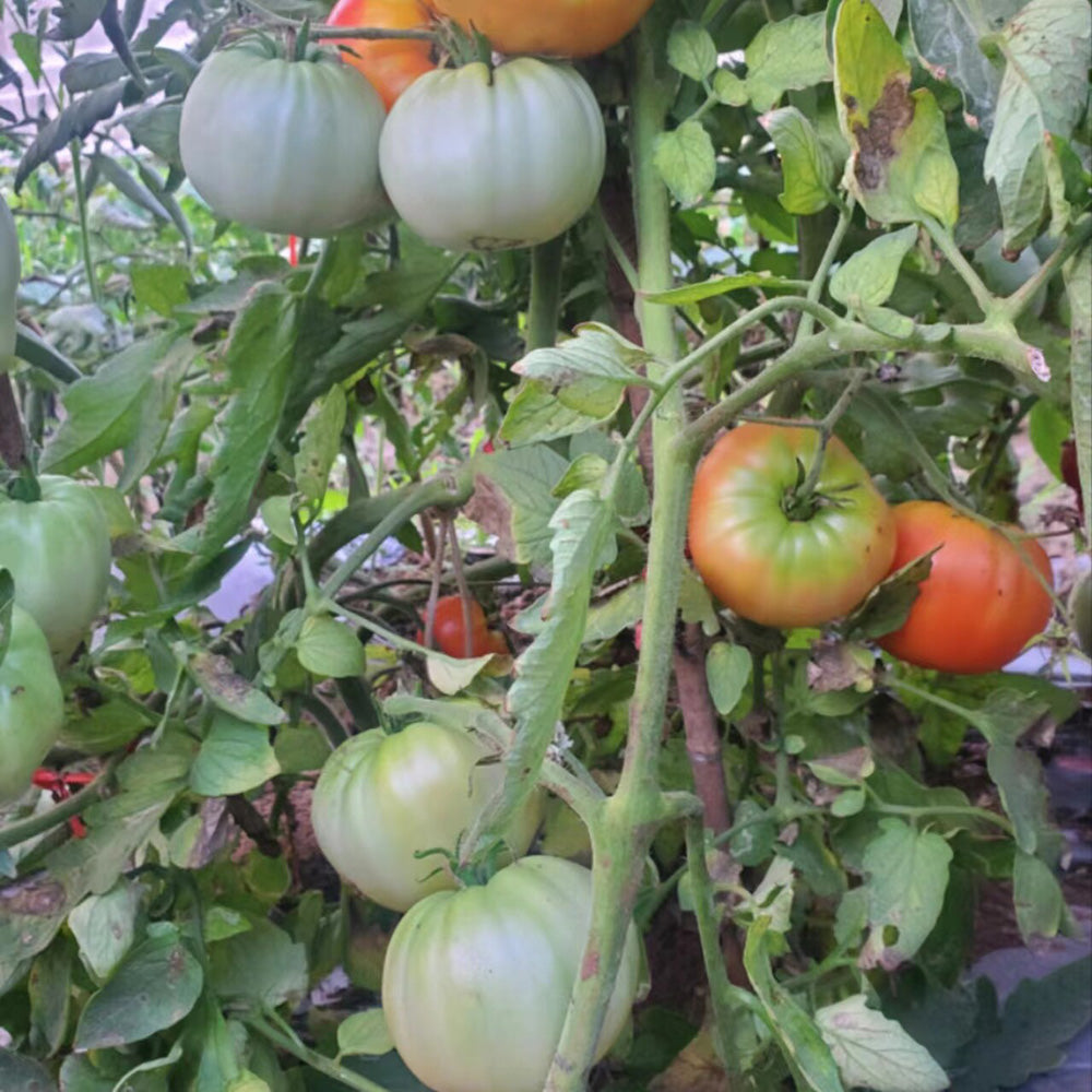 590 Vechnyi Zov Tomato