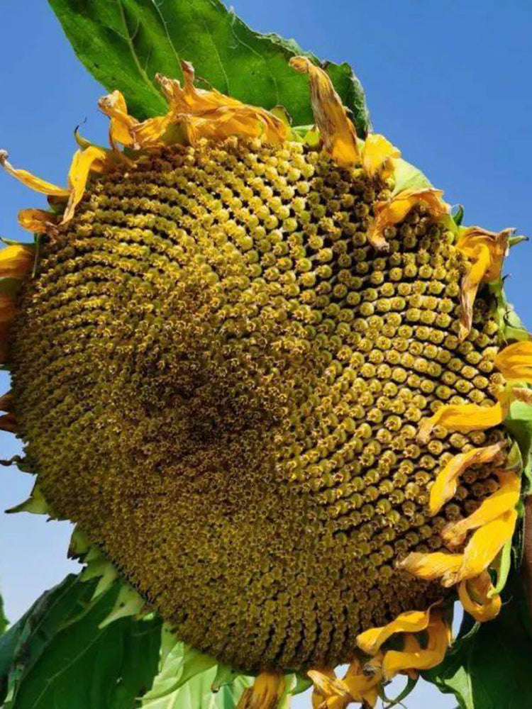 Short-stemmed Oil Sunflower