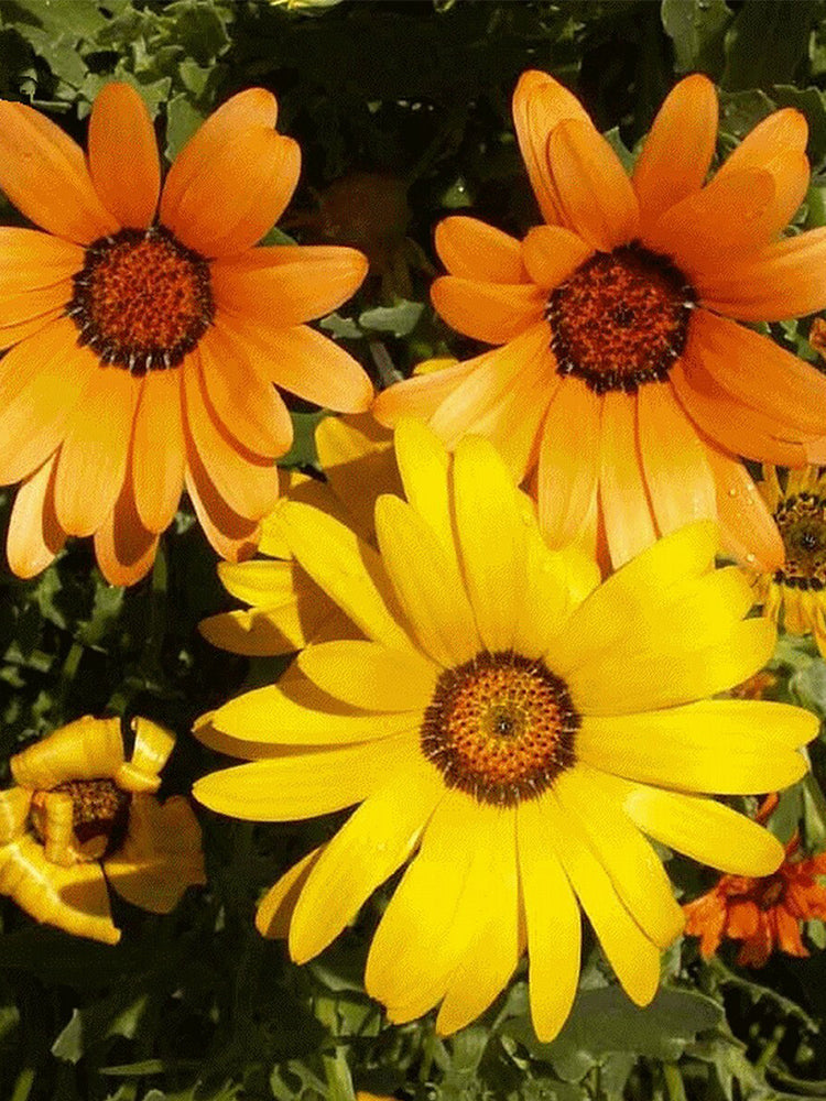 Mixed Colors Namaqualand Daisy