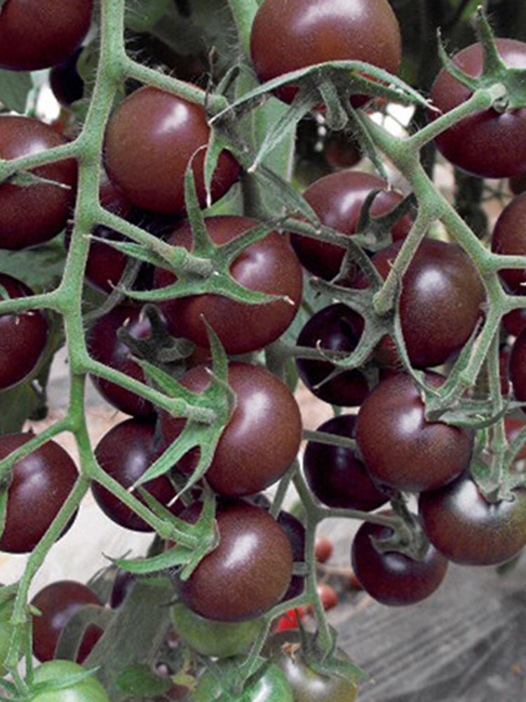 'Midnight Pearl' Cherry Tomato