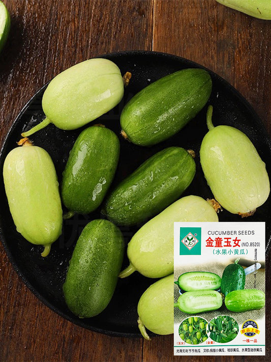 Jintong & Yunü Mini Fruit Cucumbers