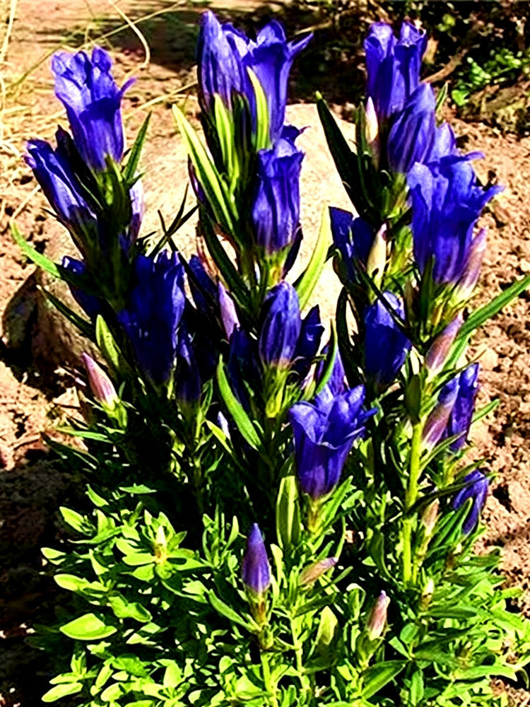 Largeleaf Gentian Qin Jiao