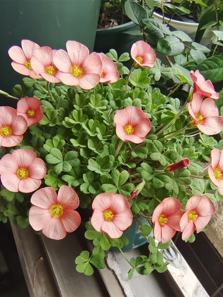 Oxalis versicolor 'Cherry Cream'