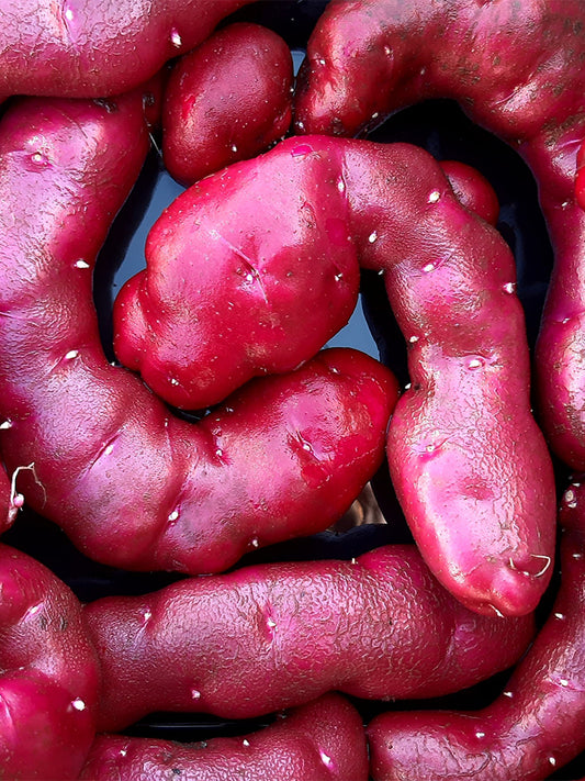 True Potato Seeds (TPS), Portly Fingerling